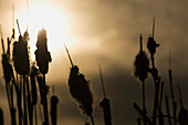 'Alberta, Canada; Cattail (Typha) At Sunset'