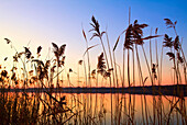 'Willmar, Minnesota, United States Of America;; Tall Grass Along The Shoreline At Sunset'