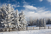'Calgary, Alberta, Canada; Snow Covered Evergreen Trees And A Wooden Fence'