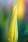 'Woodburn, Oregon, United States Of America; Close Up Of A Closed Yellow Tulip'