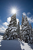 'Timberline, Oregon Cascades, United States Of America; Snow On The Trees And Sunlight On Mount Hood'