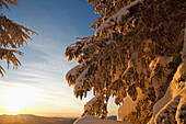A Snow Covered Tree At Sunrise