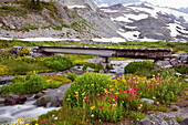 'Washington, United States Of America; Morning Fog And Wildflowers Along A Trail In Mt. Rainier National Park'