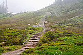 'Washington, United States Of America; Fog Along A Trail In Mt. Rainier National Park'