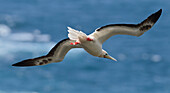 'Kauai, Hawaii, United States Of America; Red-Footed Booby (Sula Sula) In Flight Over Ocean'