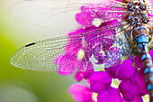 Oregon, Vereinigte Staaten von Amerika; Morgentau auf dem Flügel einer Libelle'