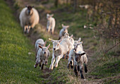 'Northumberland, England; A Group Of Lambs Running Together With A Sheep Running Behind'