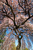 'Portland, Oregon, United States Of America; Blossoms On The Trees In Spring In Westmorland Park'