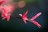 'Portland, Oregon, United States Of America; Leaves Of A Japanese Maple Tree In Portland Park'