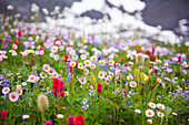 'Washington, United States Of America; Wildflowers In A Meadow In Mt. Rainier National Park'