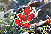 'Oregon, United States Of America; Frost On Autumn Leaves'