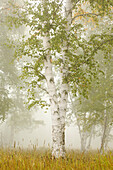 'Birch Trees In The Fog; Thunder Bay, Ontario, Canada'