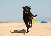 'A Black Labrador Dog Running In The Sand On The Beach; Tarifa, Cadiz, Andalusia, Spain'