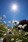 'Sunlight On A Field Of Daisies; Happy Valley, Oregon, Usa'