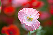 Nahaufnahme einer Wildblume in der Columbia River Gorge National Scenic Area; Oregon, USA'