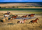 'Cowboy Riding With Herd Of Horses; Senaca, Oregon, Usa'