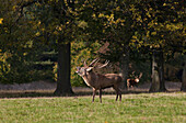 'A Male Deer (Cervidae) Standing In A Field And Calling While Another Deer Watches; North Yorkshire, England'