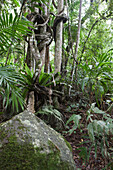 'Trees In The Rainforest; Gold Coast Hinterland, Queensland, Australia'