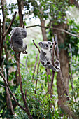 'Two Koala Bears (Phascolarctos Cinereus) In A Tree; Gold Coast Hinterland, Queensland, Australia'