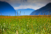 'Grass On The Dyea Tidal Flats With The Chilkat Mountains In The Background; Skagway, Alaska, United States Of America'