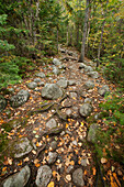 'A Rocky Path Through A Forest In Autumn; Ontario, Canada'