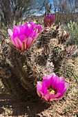 'Hedgehog Cactus (Echinocereus Engelmannii) Blossoms; Arizona, United States Of America'