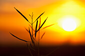 'Canola And The Setting Sun; Three Hills, Alberta, Canada'