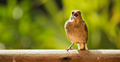 'Sparrow Singing On Perch; Tarifa, Cadiz, Andalusia, Spain'