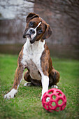 'A Boxer Dog Sits With A Ball On The Grass; Edmonton, Alberta, Canada'