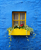 'A Yellow Flower Box Under The Window Of A Blue House; Kinsale, County Cork, Ireland'