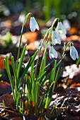 'White Flowers Drooping; Dumfries, Scotland'