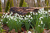 'White Flowers Growing On A Forest Floor Beside A Fallen Tree; Dumfries, Scotland'