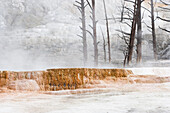 'Steaming Mineral Terraces At Mammoth Hot Springs With Trees Killed By Mineral Buildup Creates A Dramatic Extreme Landscape; Wyoming, United States Of America'