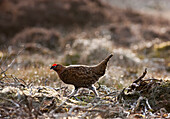 'Red Grouse (Lagopus Lagopus Scotica) Walking On The Ground; Yorkshire Dales England'