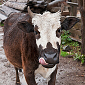 'A Cow Licking His Lips; Punakha District Bhutan'