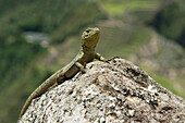 'A Lizard Sits On A Rock; Peru'