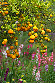 'Flowers And A Fruit Tree In Willka T'ika Garden Guesthouse; Peru'