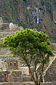 'Tree In Front Of Stone Structures At Machu Picchu; Peru'