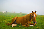 'A Horse Sitting On The Grass In A Pasture; Veneto Italy'