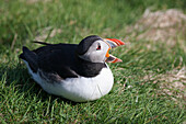 'A Puffin Sitting With It's Mouth Open; Shetland, Scotland'