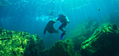 'Scuba Divers With Sea Lions Underwater At Los Islotes National Marine Park Espiritu Santo Island; La Paz Baja California Mexico'