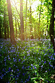 'Bluebells Growing On A Forest Floor; Northumberland, England'