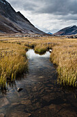 'Reeds In A Pond At Wilcox Pass; Jasper, Alberta, Canada'