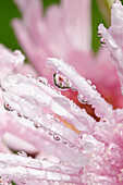 'Flower Petals With Raindrops; Portland, Oregon, United States of America'