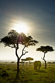 'An Elephant Walks Among The Trees; Kenya'