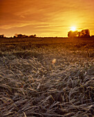 'Crops, Barley - Showing Effects Of Storm; Ireland'