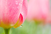 Dew On A Tulip