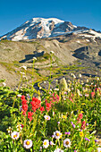 Mount Rainier National Park, Washington, Usa