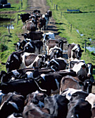 'Fresian Dairy Cows, Awaiting Milking; Co Laois, Ireland'