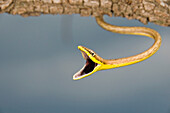 'Brown Vine Snake, (Oxybelis Aeneus), Arizona, Usa; Defensive Snake Hanging From A Branch'